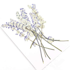 Monrocco 16 piezas de flores auténticas secas salvia flores prensadas flor recortes adornos para hacer joyas accesorios - Arteztik