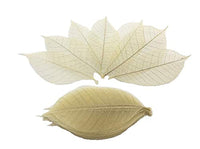 WASUWAN SHOP - 100 hojas de esqueleto de goma natural para álbumes de recortes, manualidades y manualidades, diseño de árbol de recortes - Arteztik
