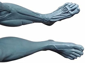 Cuerpo humano macho de 11.0 in, modelo anatómico musculoesquelético CG, herramientas de referencia para pintura y escultura (Pu) - Arteztik