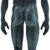 Cuerpo humano macho de 11.0 in, modelo anatómico musculoesquelético CG, herramientas de referencia para pintura y escultura (Pu) - Arteztik