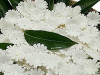 Nava Chiangmai 100 blanco Morera Daisy Flores de papel adornos para álbum de recortes - Arteztik
