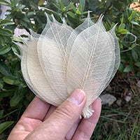 WASUWAN SHOP - 100 hojas de esqueleto de goma natural para álbumes de recortes, manualidades y manualidades, diseño de árbol de recortes - Arteztik