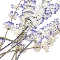 Monrocco 16 piezas de flores auténticas secas salvia flores prensadas flor recortes adornos para hacer joyas accesorios - Arteztik
