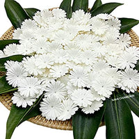 Nava Chiangmai 100 blanco Morera Daisy Flores de papel adornos para álbum de recortes - Arteztik