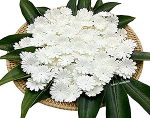 Nava Chiangmai 100 blanco Morera Daisy Flores de papel adornos para álbum de recortes - Arteztik
