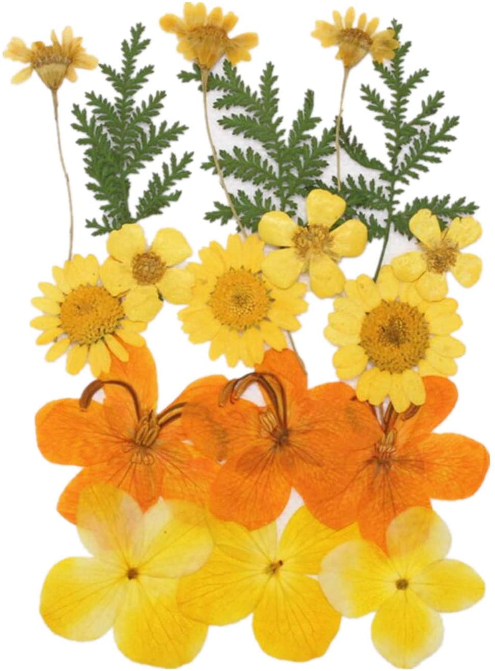 4x20 Piezas Reales Prensadas Naturales Flor Seca Manualidades de Bricoje  Sunnimix Flores secas prensadas naturales